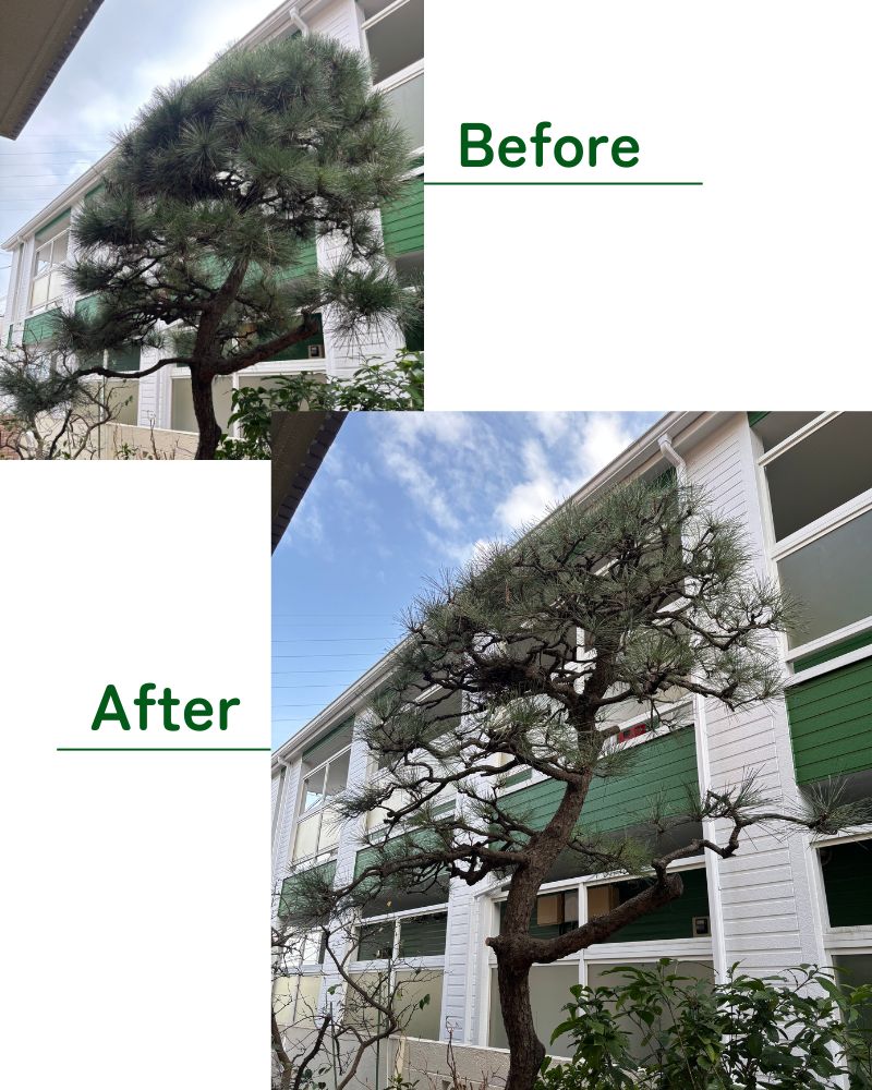 松の剪定 Before/After 藤沢市長後
