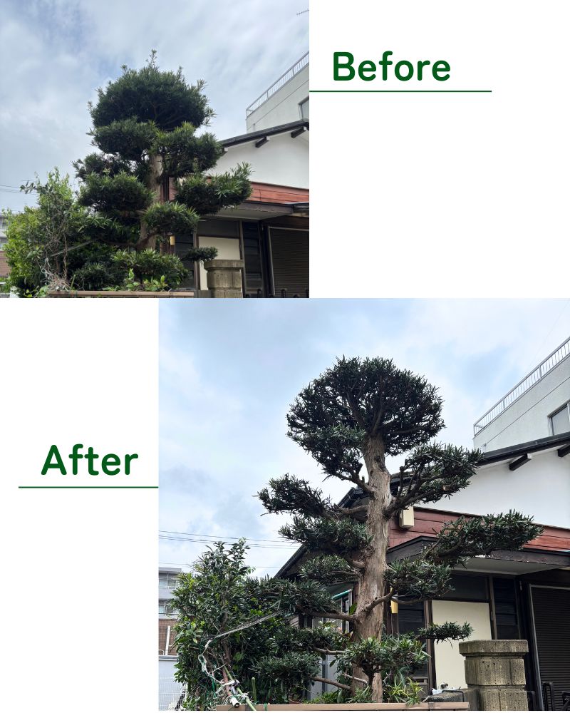 マキの木剪定 Before/After 大和市