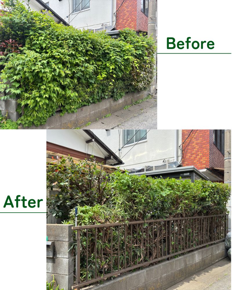 生垣剪定 Before/After 大和市